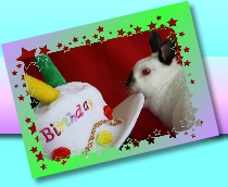 birthday party rabbit